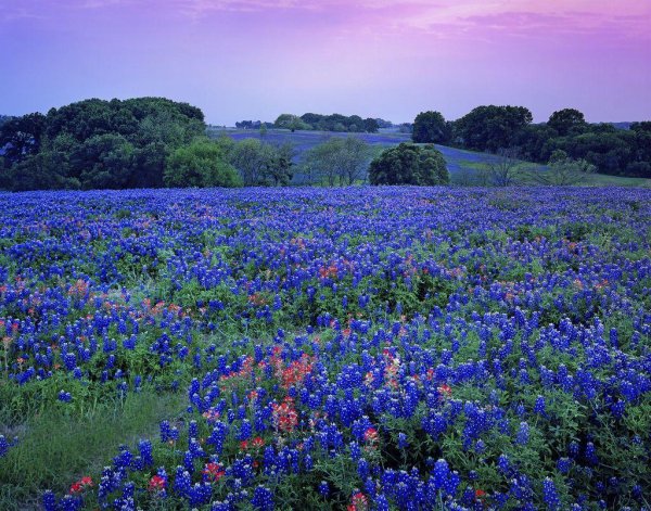 bluebonnet field
