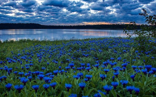 поле васильков