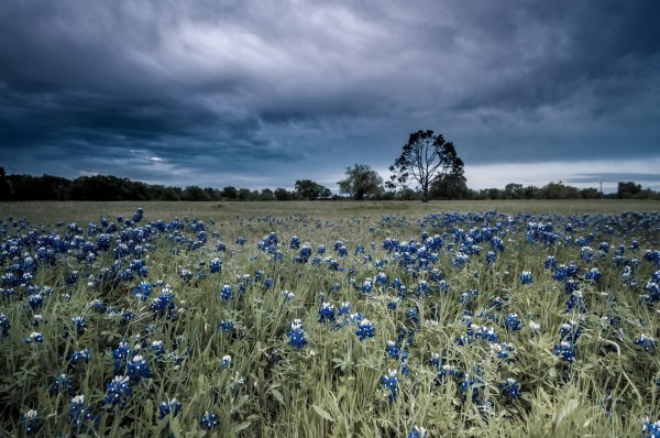 field of bluebonnets