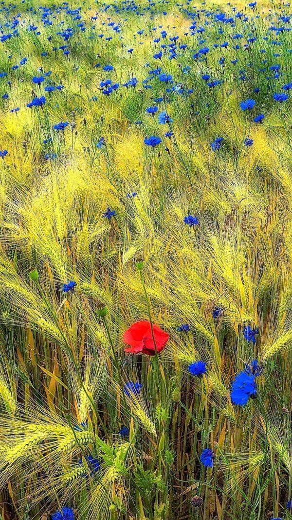 Поле васильковое