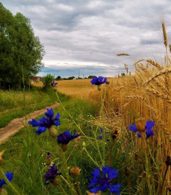 прокудингорский васильки во ржи