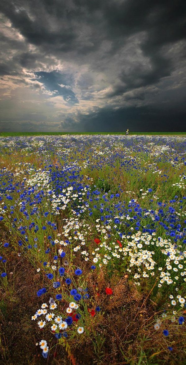 поле полевых цветов