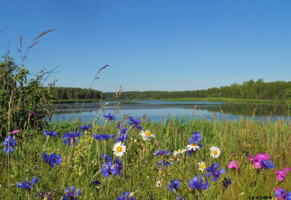 озеро васильки владимирская область