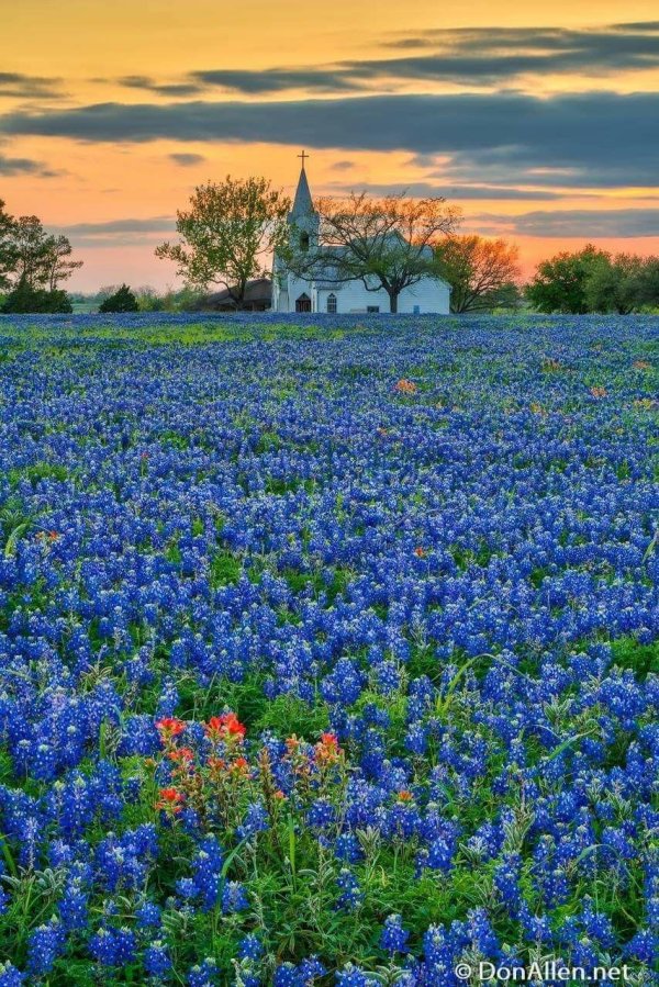 field of bluebonnets