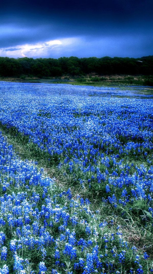 texas bluebonnet