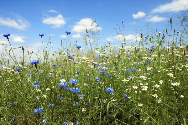 поле ромашек и васильков