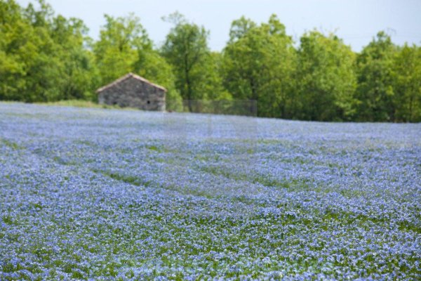 льняное поле