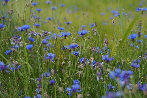 василек полевой
