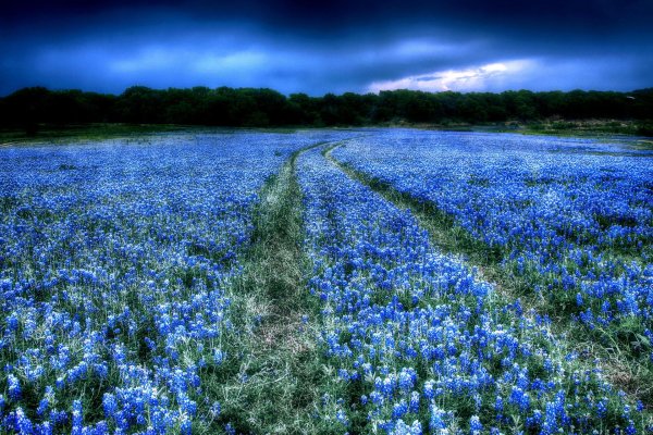 texas bluebonnet