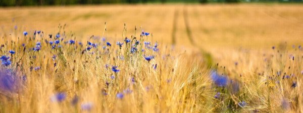 прокудингорский васильки во ржи
