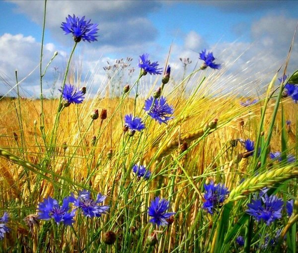 прокудингорский васильки во ржи