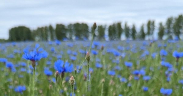 поле васильков