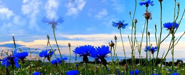 поле васильков