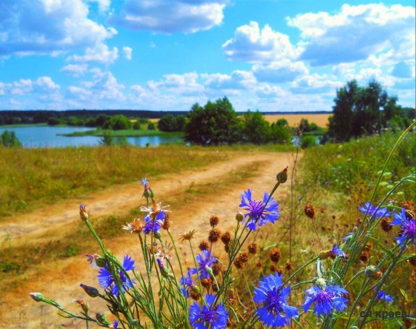 васильковое поле