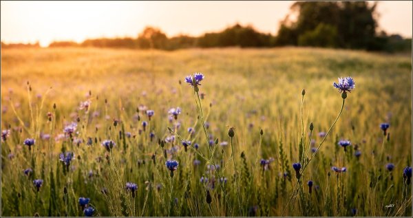 прокудингорский васильки во ржи
