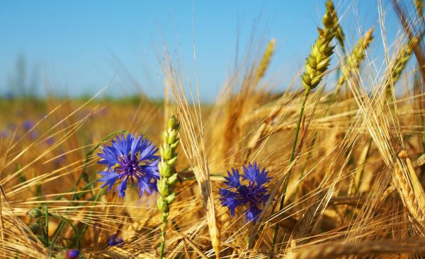 прокудингорский васильки во ржи