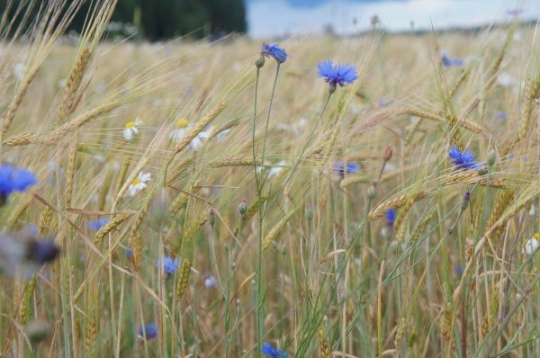 прокудингорский васильки во ржи
