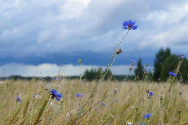 прокудингорский васильки во ржи