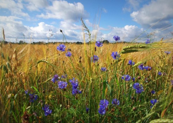прокудингорский васильки во ржи
