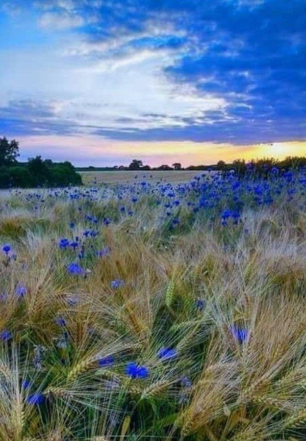 прокудингорский васильки во ржи