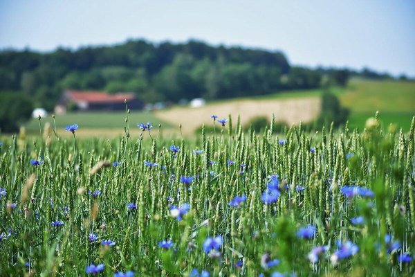 прокудингорский васильки во ржи