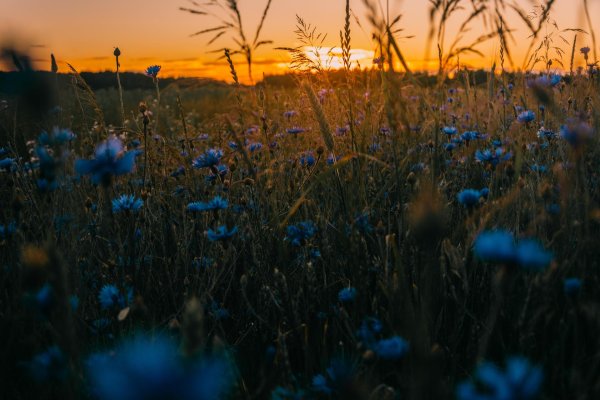 закат в поле