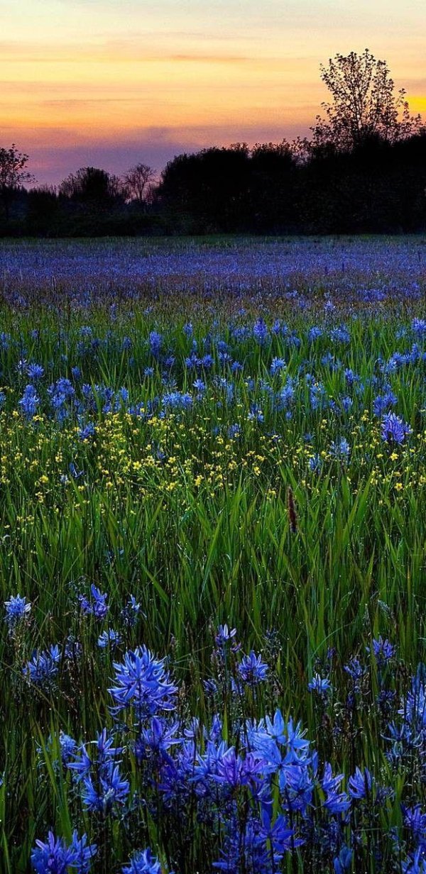 летние пейзажи