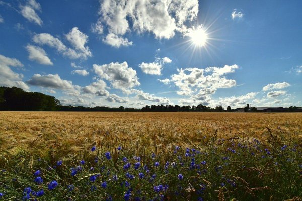 прокудингорский васильки во ржи