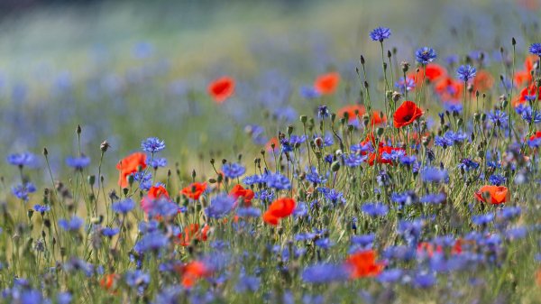 цветок полевой