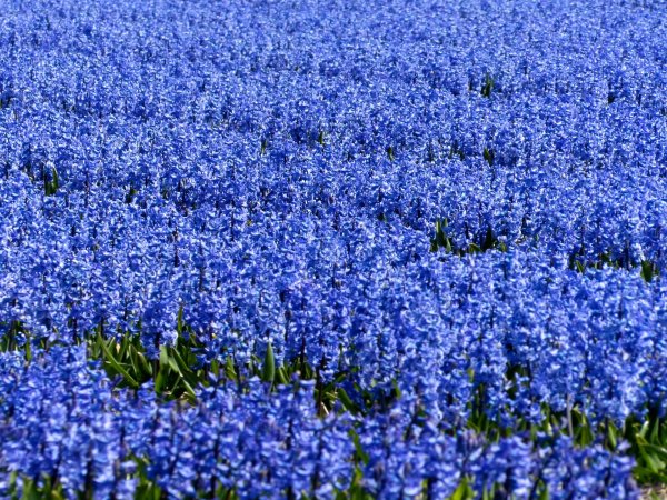 Поле васильковое