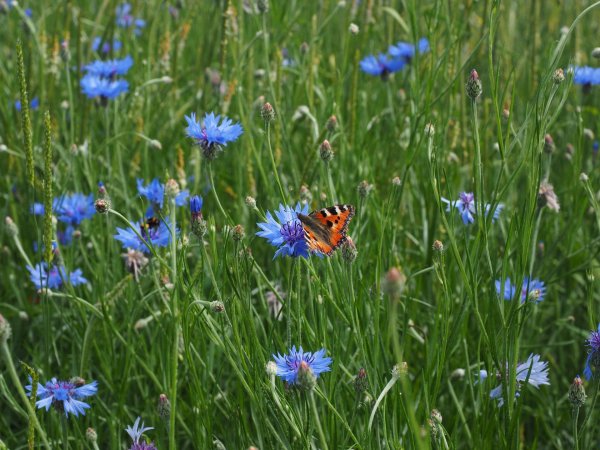 полевой василек