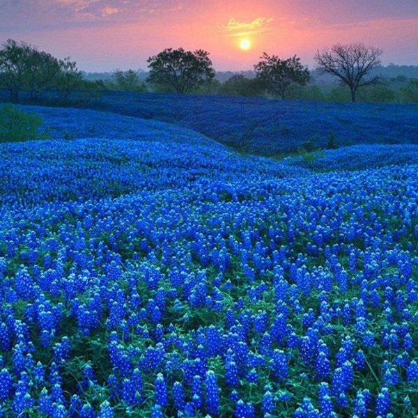 bluebonnet field