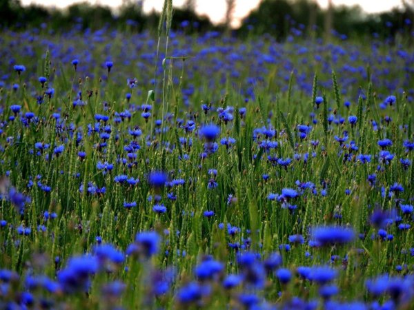 синие полевые цветы