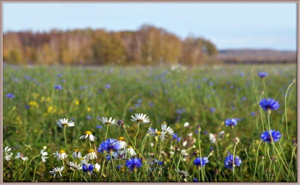 поле васильков