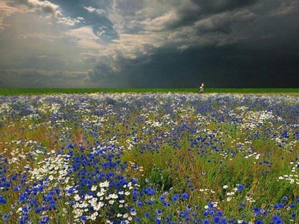 поле васильков