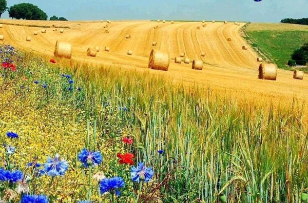 прокудингорский васильки во ржи