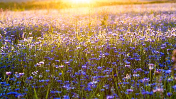 прокудингорский васильки во ржи