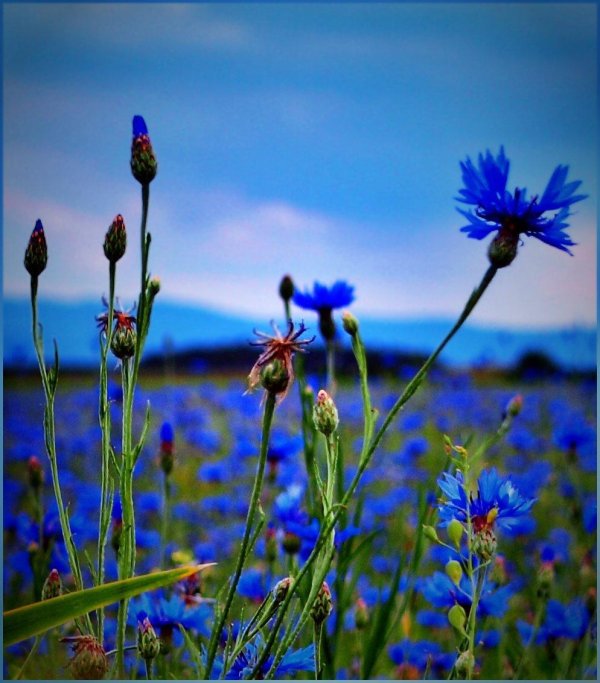 полевой василек