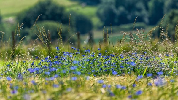 прокудингорский васильки во ржи