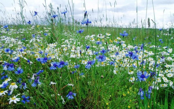 цветок полевой