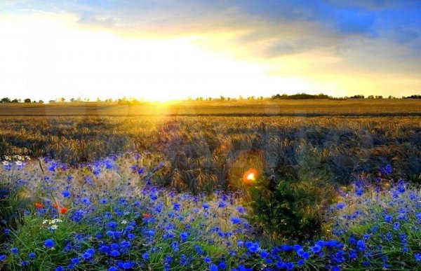 прокудингорский васильки во ржи