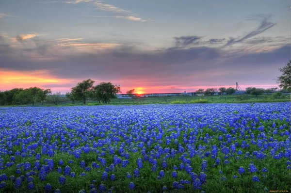 bluebonnet field