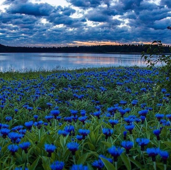 поле васильков