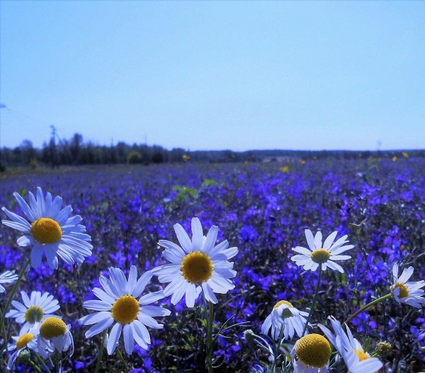 ромашки и васильки