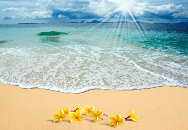 цветы и море