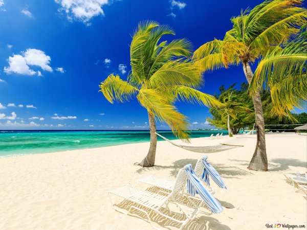 море пальма