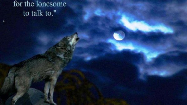 волки ночью