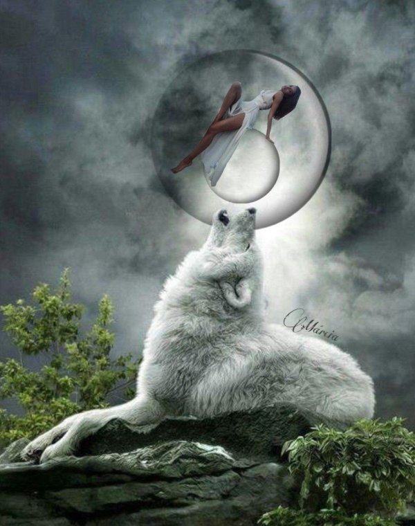 белые волки