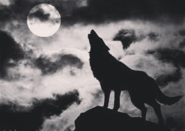 одиноки волк