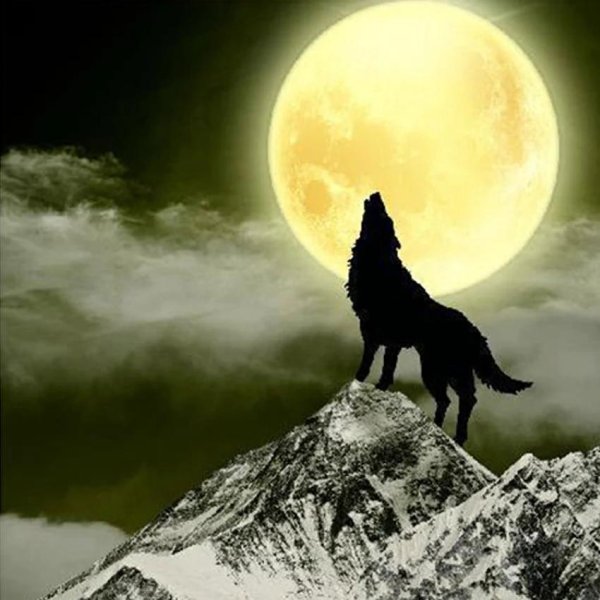 волк под луной